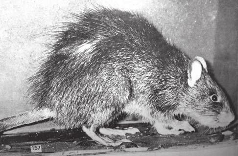 The field rats and field mouse in Malaysia and Southeast Asia For at least as long as man has attempted to cultivate crops, rats have competed for a share of the products.