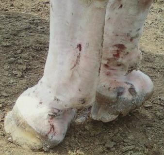These microscopic creatures often cause irritation, skin lesions, and continuous licking or scratching of fetlock areas, and can be a primary or contributing cause for pastern dermatitis.