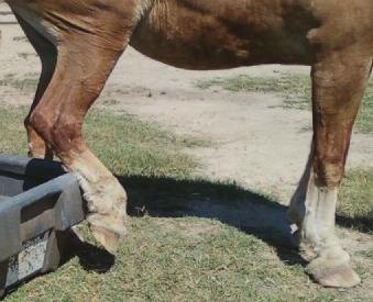 3a. Figures 2. This recently clipped Belgian horse is seen scratching rear leg on a feeder.