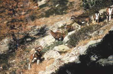 .2 SHEEP AND GOATS Order Artiodactyla/Family Bovidae warfare have had a negative impact on the wild sheep and goat populations of the world.