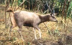 4 SAMBAR Cervus unicolor unicolor This large deer is present in some numbers in India, Sri Lanka, Myanmar, Thailand, Cambodia, Laos, Vietnam and China.