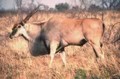 .7 ANTELOPES 1 Eland 5 Duikers 2 Oryx 6 Blackbuck Springbok 7 Nilgai 4 Impala 8 Saiga Order Artiodactyla/Family Bovidae The ranching of wild antelopes is now well established in eastern and southern
