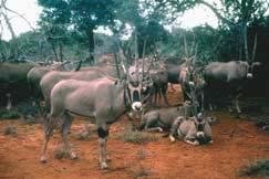 The wild eland is widespread throughout the savannahs of eastern and southern Africa. It occurs in herds of up to 200 and is not at present threatened.
