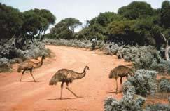 Ostriches breed freely in captivity when well fed and properly managed. The National Wildlife Research Centre in Saudi Arabia plans to release the red-necked ostrich,s.c.camelus,from the Sudan into the Mahazat as Said protected area in south-western Saudi Arabia to replace S.