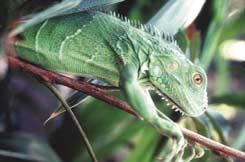 tated. In most countries where the green iguana still survives, it has been declared an endangered species by the government (Fuller and Swift, 1984). 2 BLACK IGUANA Ctenosaura spp.