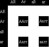 The ratio of genotypes can be determined by examining the Punnett square below: The ratio of phenotypes