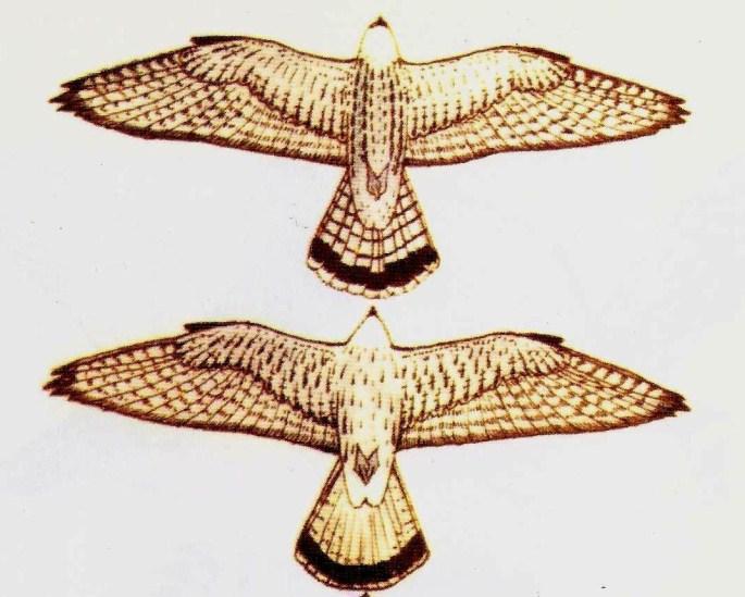 Worked in the Egyptian cloisonné technique, each flight feather of the wings is made into tiny cells to be filled with semiprecious stone inlays although all but one inlay is lost.