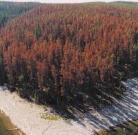 The Value of Variation Western forests are under attack. The mountain pine beetle is a pest of the lodgepole pine, a very common tree in the Rocky Mountains.