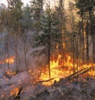As a class, you will be assigned to investigate whether to use controlled fires in protected areas.