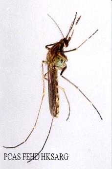 Japanese Encephalitis Transmitted by Culex tritaeniorhynchus Endemic to most countries of Southeast Asia It is transmitted by mosquitoes who feed on birds or pigs that have the JEV and then