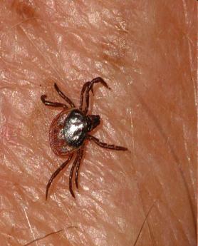 One vector species is Ixodes ricinus, also known as the sheep tick.