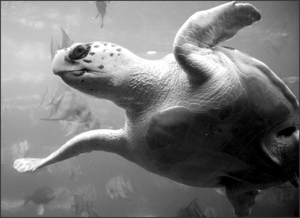 They are very good swimmers because they have strong flippers. Nesting 2 Loggerhead turtles live in the ocean. The turtles come onto land in order to lay eggs and build nests in the sand.