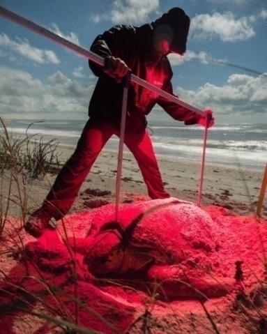 stranding program. So far this season, there have been 41 strandings documented, 39 of which washed up deceased. Unfortunately, this number is up from the 29 total strandings in 2016.