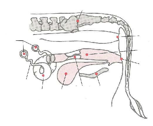 Reproductive Systems Cow Reproductive Parts 1. Oviduct 7. Rectum 2. Ovary (2) 8. Bladder 3. Uterus 9. Cervix 4. Vagina 10. Vulva 5. Pelvic Bone 6.