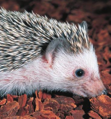 Even a whale has a few hairs on its face. A hedgehog s prickly quills are really hair.