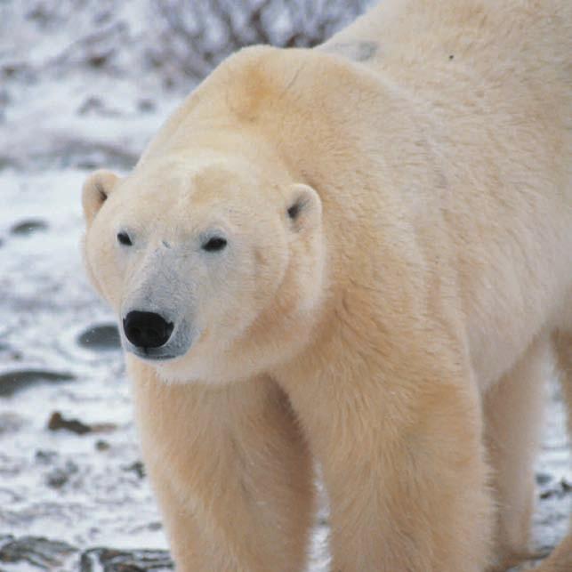 Most of the mammals that live in cold places have thick fur to help them