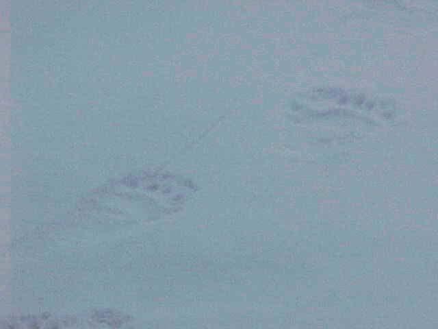 Evidence: footprints in the snow...of a polar bear.