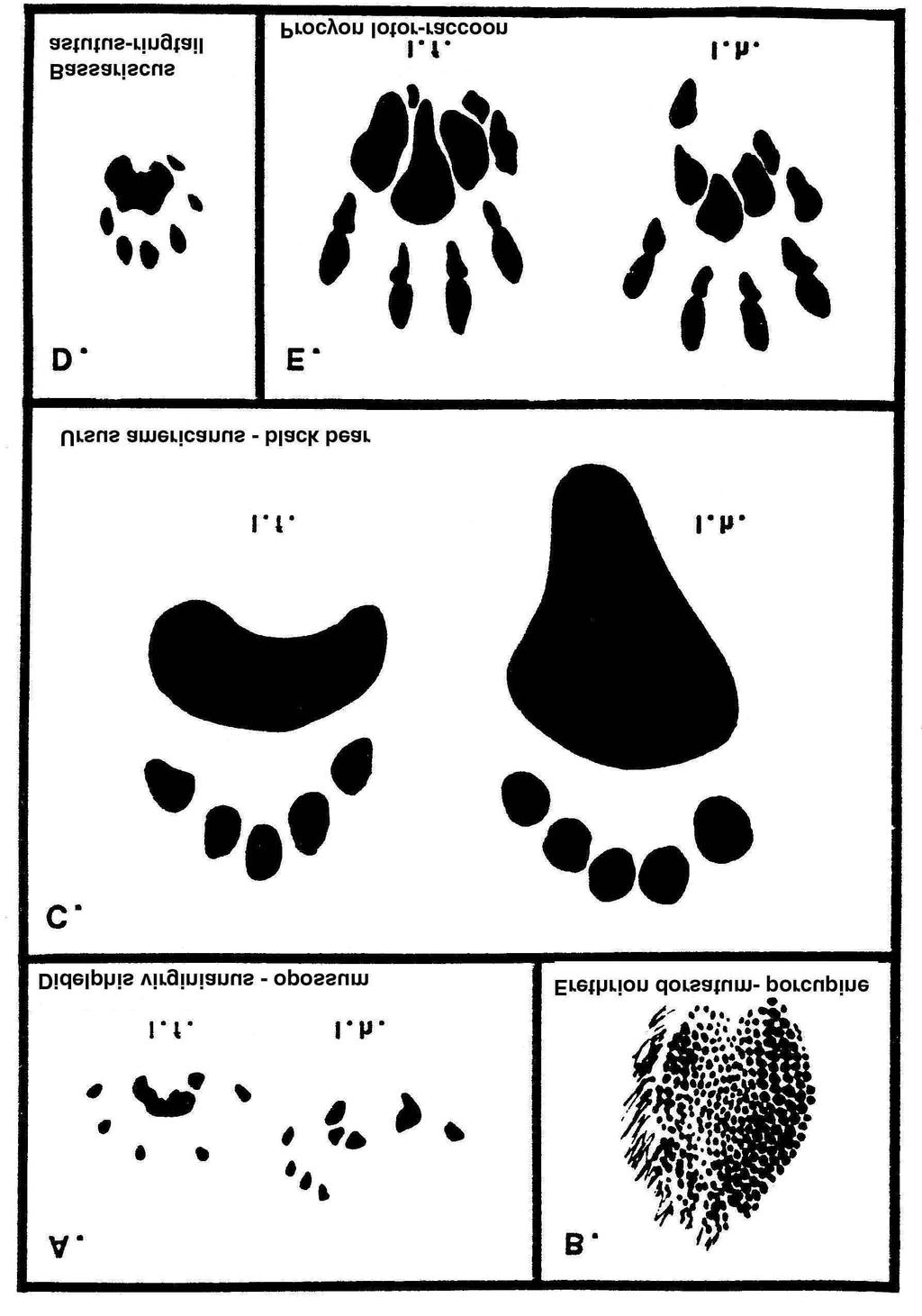 IDENTIFICATION OF MAMMAL TRACKS 13 FIGURE 4. Mammals with five toes on fore and hind feet. A.
