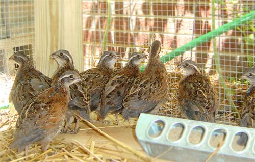 QUAIL HOUSING Many small quail are raised on wire Must be kept dry If outside,