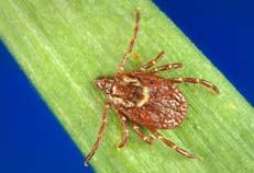 andersoni Dog tick, wood tick Vector of Rocky mountain spotted fever, tularemia Widely