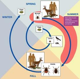 2-Year Cycle of Lyme Disease Symptoms of Lyme Disease