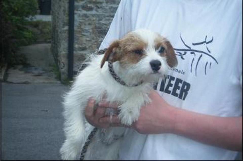New chance for Pixie The ISPCA took a call from someone worried about a dog living near them, Inspector Elaine Reynolds visited the house and found a Cavalier King Charles terrier cross living in a