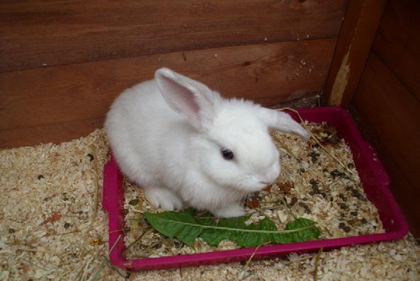 basics in order to create a safe, loving environment for your bunny.