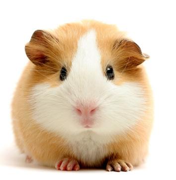 Their sociable nature means that they re happiest when they have another guinea pig for company. Male guinea pigs are often even friendlier than females.