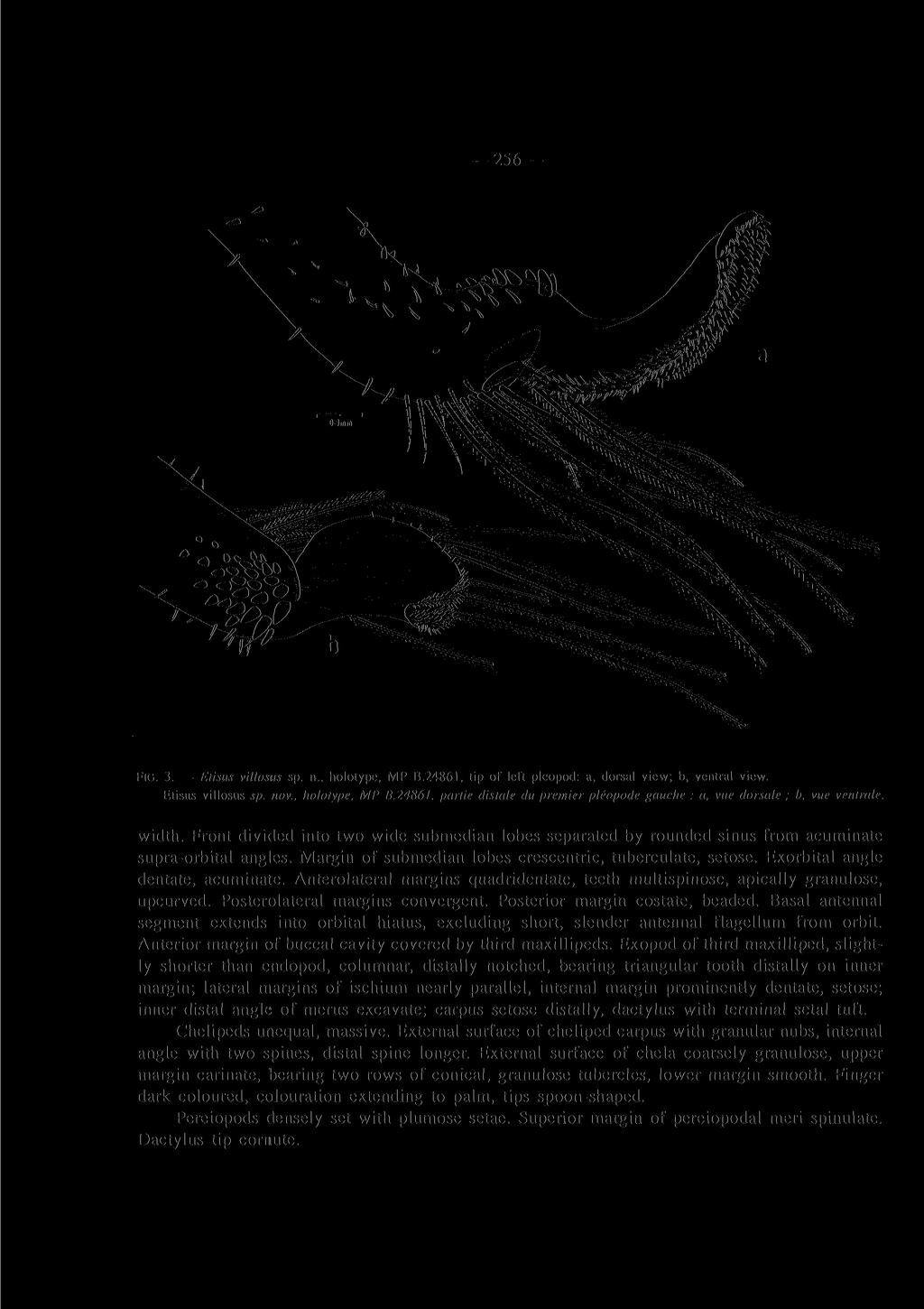 256 r "fab FIG. 3. Etisus villosus sp. n., holotype, MP B.24861, tip of left pleopod: a, dorsal view; b, ventral view. Etisus villosus sp. nov., holotype, MP B.24861, partie distale du premier pleopode gauche : a, vue dorsale ; b, vue ventrale.