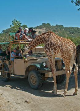 Overnight stay for two at Safari West in Santa Rosa, CA, with dinner for two and a private tour.