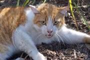 According to the Humane Society of the United States, feral cats are extremely