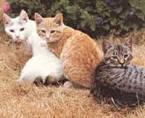 WHY DO YOU NEED TO MANAGE THEM New Jersey has 600,000 to 1,400,000 feral and free roaming cats Divide the population in your municipality by either 6 (UC Davis) or 15