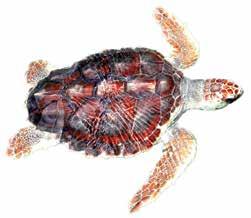 Fisheries Impacts Mitigation Loggerhead Bycatch Reduction, Baja California Sur, Mexico (2004 2012) The Council supported sea turtle bycatch reduction activities in Baja California Sur (BCS), Mexico,