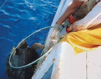 from fisheries that were less regulated and had greater impacts to sea turtle population.