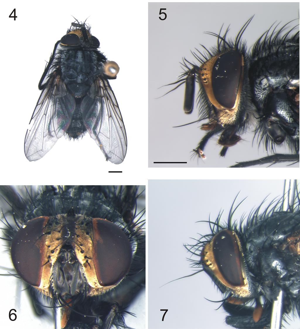 Journal of Insect Science: Vol. 14 Article 121 Figures 4 7. Lespesia melloi sp. nov.