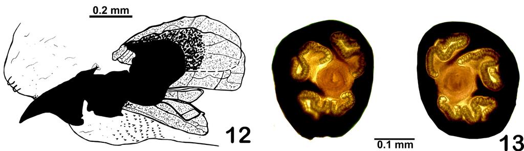 Figures 8 11. Lespesia melloi sp. nov., male terminalia.