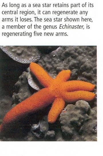 Regeneration Regenerate arms from the central disk. Very slow as long as a year.