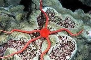 species Brittle Star Class Echinoidea -means spine-like -sea