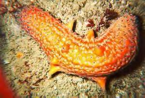 Sea Cucumber -uses tentacles to