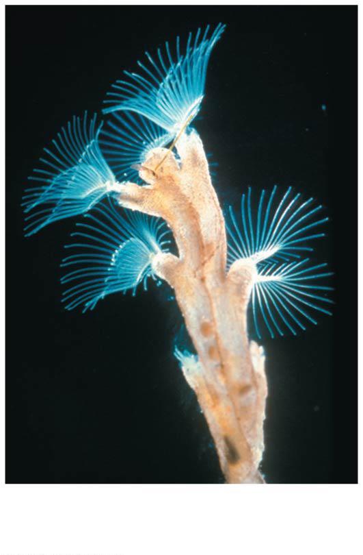 Lophophorates: Ectoprocts & Brachiopods Lophophorates have a true coelom and ciliated