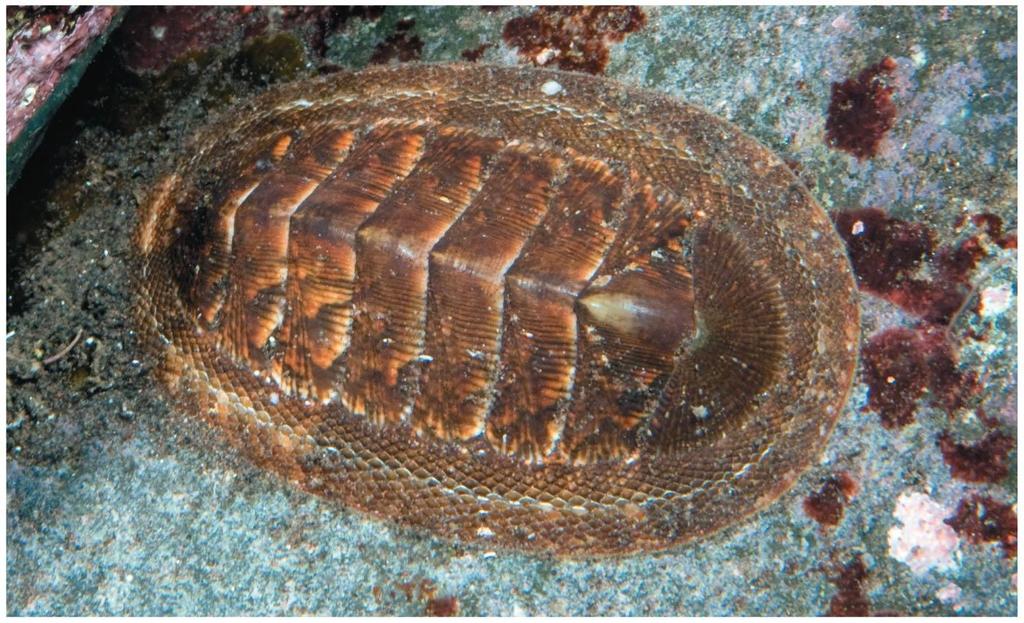 Polyplacophora (Chitons) Chitons are marine animals armored with 8