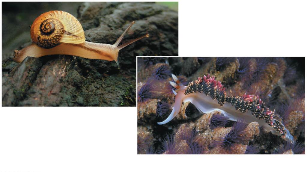 Gastropods Most gastropods (e.g., snails, slugs, abalone) have a single spiral shell, are herbivores, and move slowly via a muscular foot.