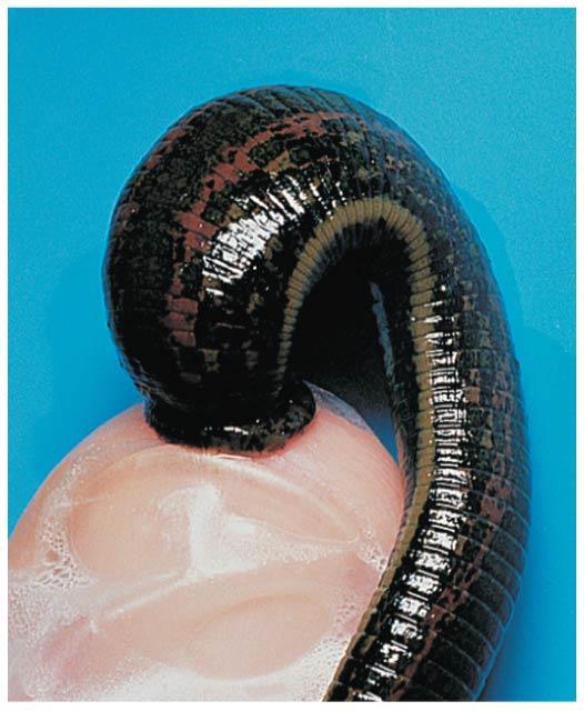 tubes: tube-dwelling sedentarians typically have elaborate gills or