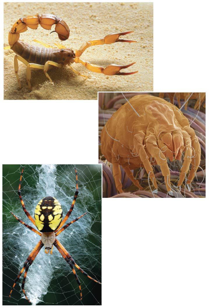 Arachnids Scorpion 50 µm Arachnids include spiders,