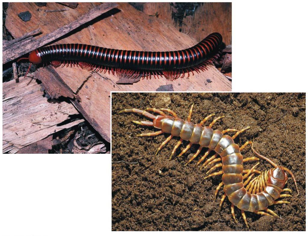 Myriapods millipedes have 2 pairs of legs per segment and eat decaying plant matter