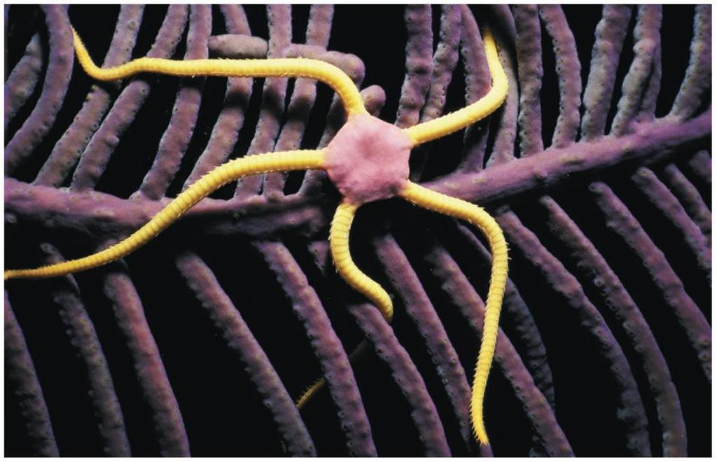 Ophiuroidia Brittle Stars Brittle stars have a distinct central disc from which 5