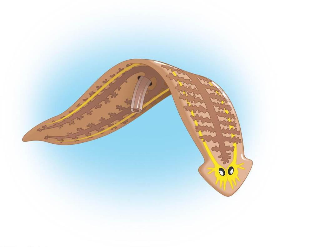 Planarians The main lineage of flatworms is the Rhabditophorans which includes the planarians, flukes and tapeworms.