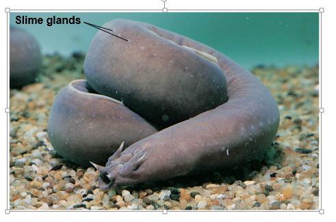 Hagfishes Hagfishes (Myxini) are jawless vertebrates that have a cartilaginous skull, reduced vertebrae, and a flexible rod of cartilage