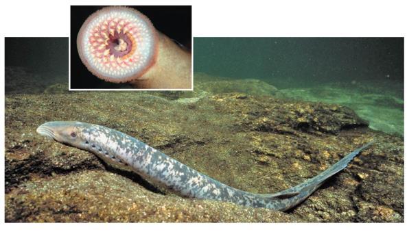 Lampreys Lampreys (Petromyzontida) are parasites that feed by clamping their mouth onto a live fish They inhabit various