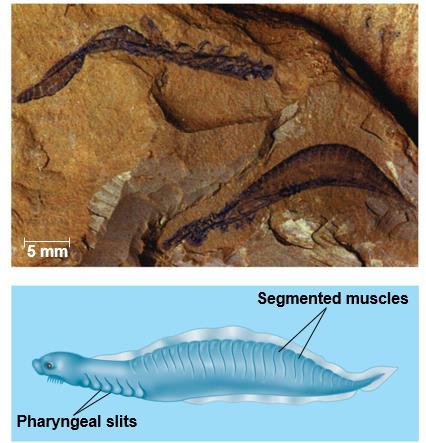 Early Vertebrate Evolution Fossils from the Cambrian explosion document the transition to craniates The most primitive of the fossils are those of